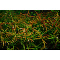 Ludwigia Arcuata